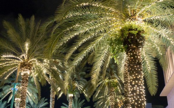 Festive holiday lights on palm trees