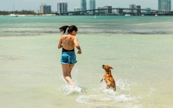 Dog enjoying Hobie Beach