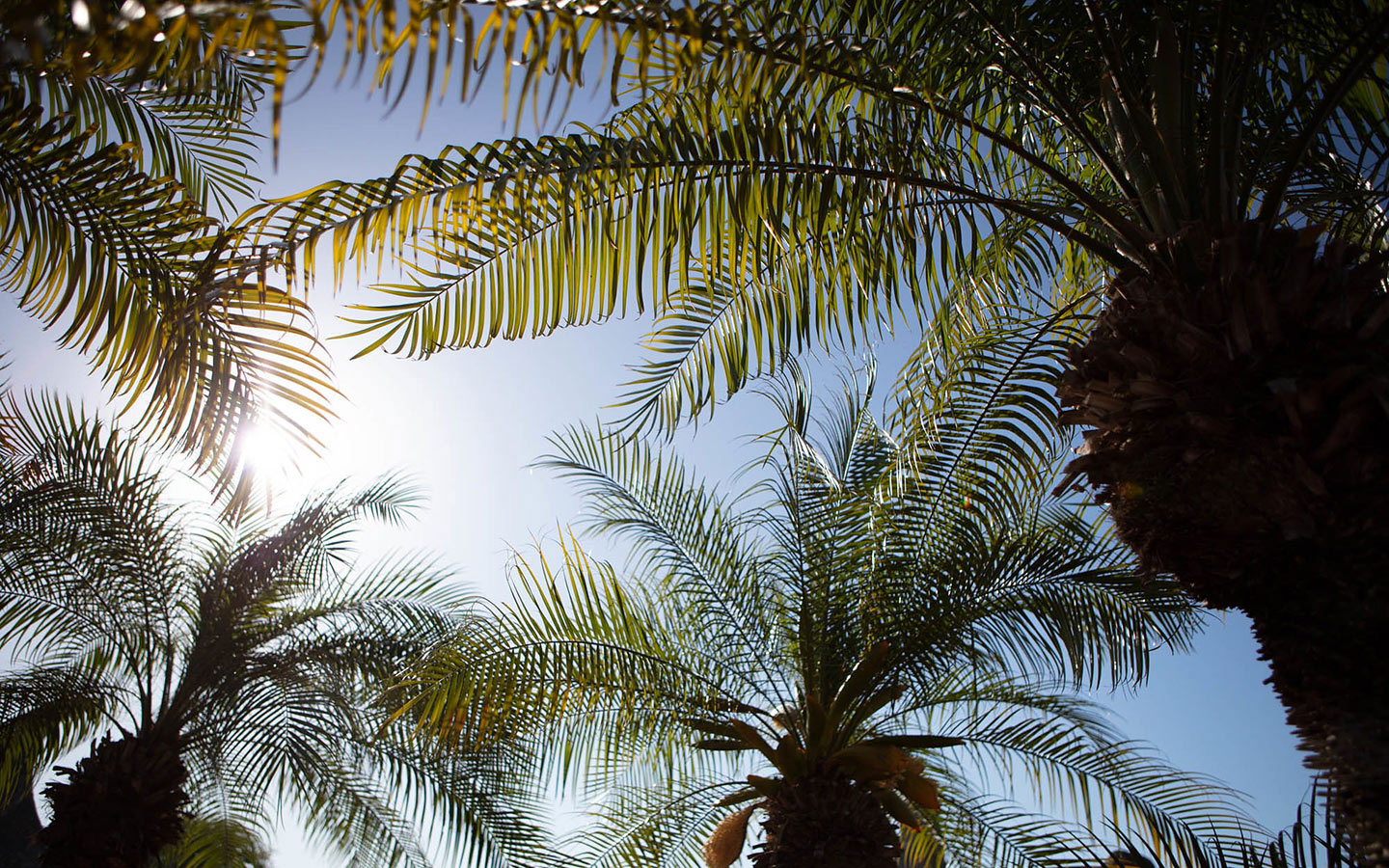 gmcvb22-festival-fallbackimage-coral-castle-palms.jpg