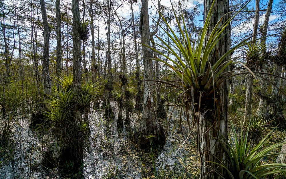 Air plants on cypress trees at Big Cypress