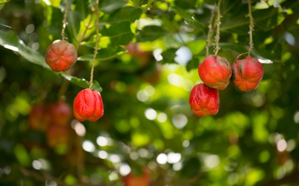 Ackee Tree at Fruit & Spice Park