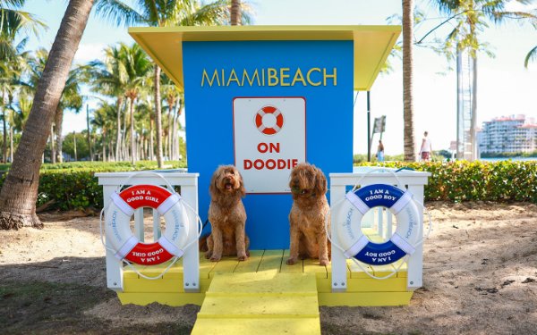 Dogs in Miami Beach