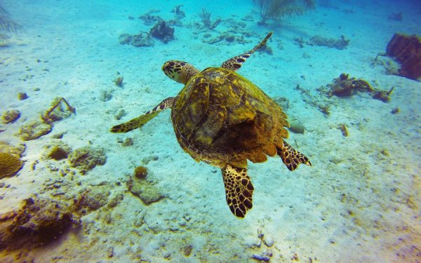 Sea turtle swimming in the ocean