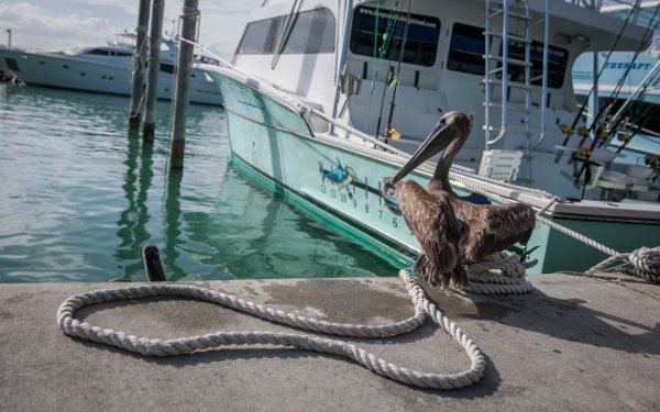 Pelican drying its wings next to a docked boat in the marina