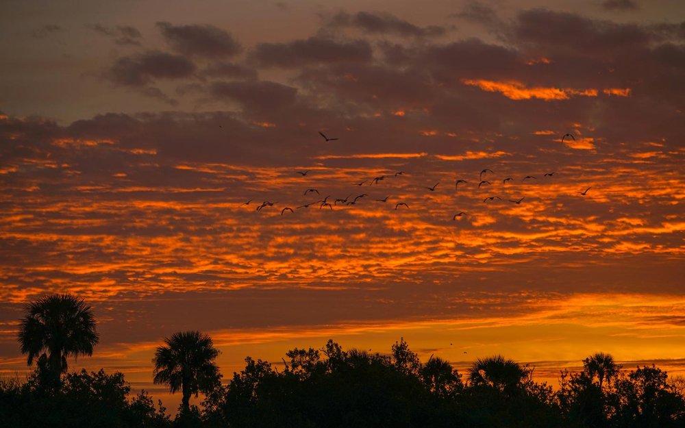 Vivid sunset at Big Cypress National Preserve