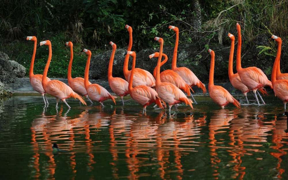 Flamingo exhibit at ZooMiami