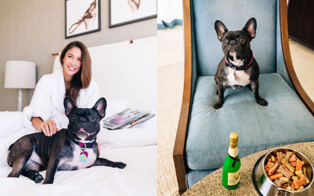 Pet owner with her dogs in a room at Fontainebleau Miami Beach